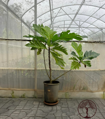 Ma’afala Breadfruit tree in a container at Old Plantation House, Hawaii.