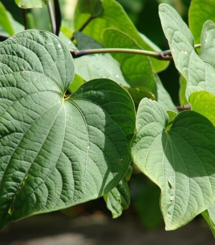 Close-up of the large, heart-shaped leaves of the Kava Plant (Piper methysticum) in Hawaii