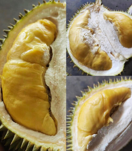 Close-up of Durian D-99 fruit showcasing its rich, creamy flesh and distinctive aroma.