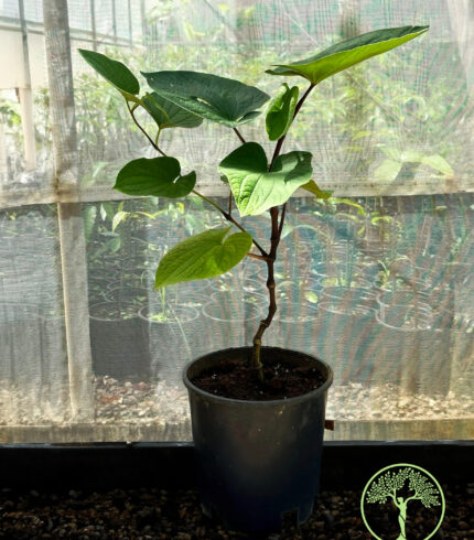 Kava Plant (Piper methysticum) growing in a container at Old Plantation House nursery in Hawaii