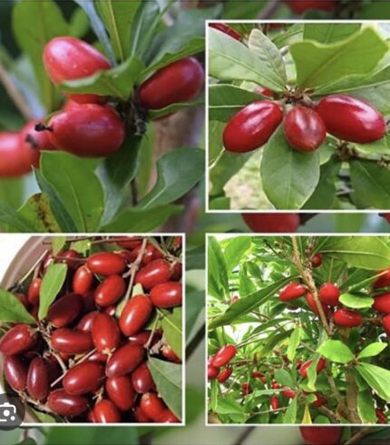 Close-up of Miracle Fruit clusters on a Synsepalum dulcificum plant in Hawaii