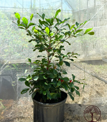 Miracle Fruit plant with red berries growing in a container at Old Plantation House in Hawaii