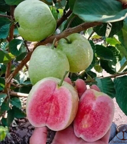 Close-up of Ruby Supreme Guava fruit with vibrant pink flesh on a tree in Hawaii