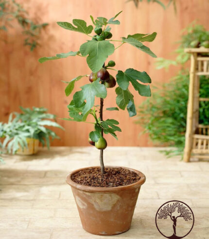 Potted Black Mission fig tree, ideal for Hawaiian home gardens.
