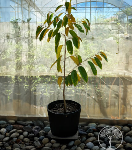 Durian D-99 seedling growing in a container at Old Plantation House nursery in Hawaii.